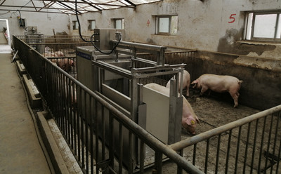 種豬測(cè)定站